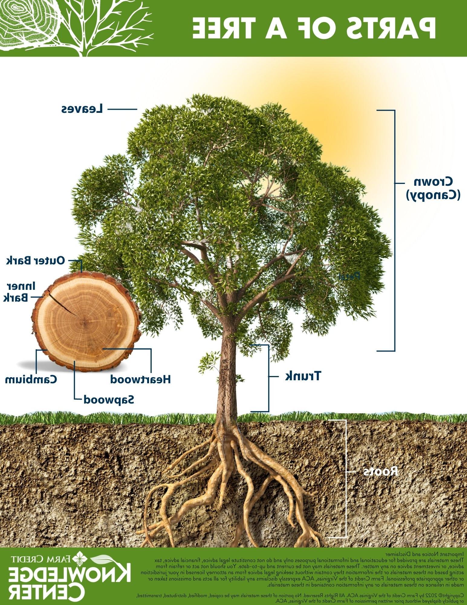 Parts of a Tree Infographics